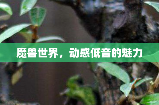 动感低音的魅力图片
