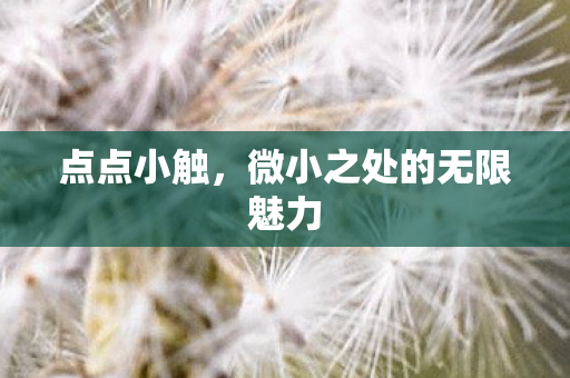 微小之处的无限魅力图片