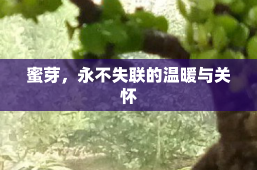 永不失联的温暖与关怀图片