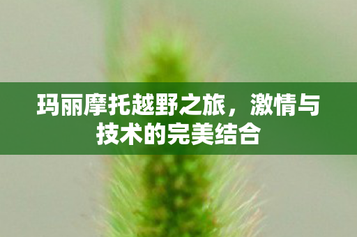 激情与技术的完美结合图片