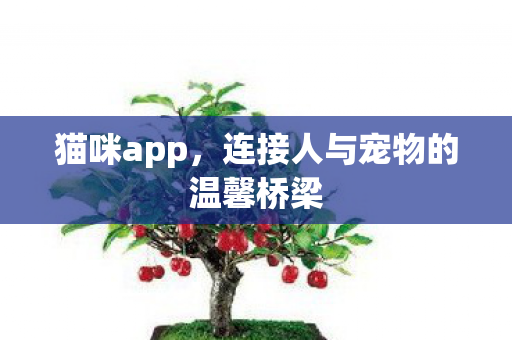 连接人与宠物的温馨桥梁图片