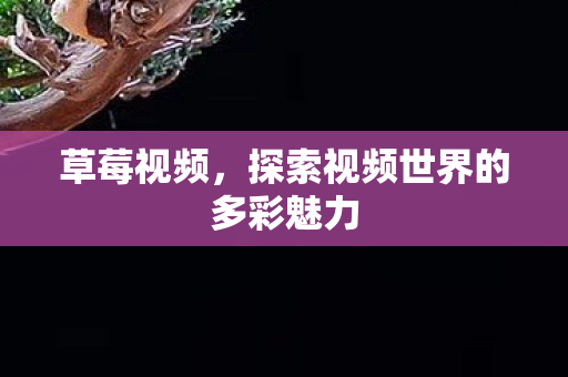 探索视频世界的多彩魅力图片