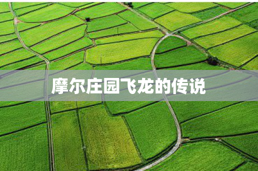 摩尔庄园飞龙的传说图片