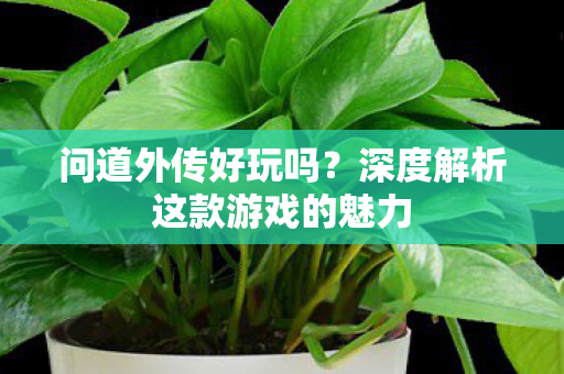 深度解析这款游戏的魅力图片