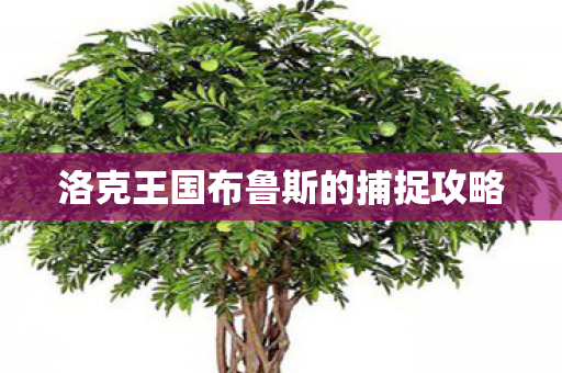 洛克王国布鲁斯的捕捉攻略图片