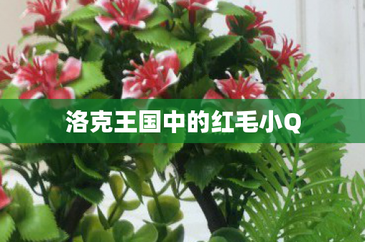 洛克王国中的红毛小Q图片