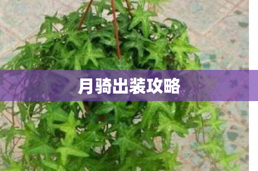 月骑出装攻略图片
