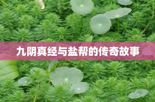 九阴真经与盐帮的传奇故事图片