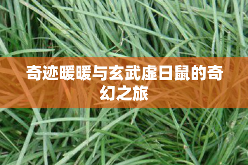 奇迹暖暖与玄武虚日鼠的奇幻之旅图片