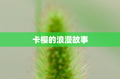 卡樱的浪漫故事图片
