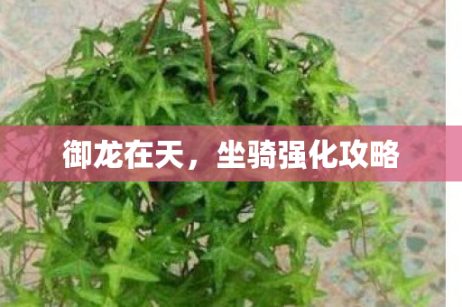 坐骑强化攻略图片