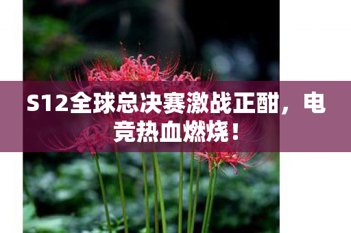 S12全球总决赛激战正酣图片