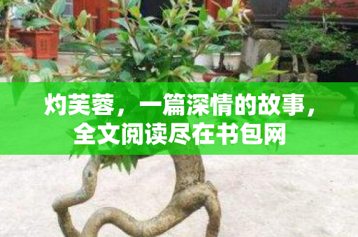 全文阅读尽在书包网图片