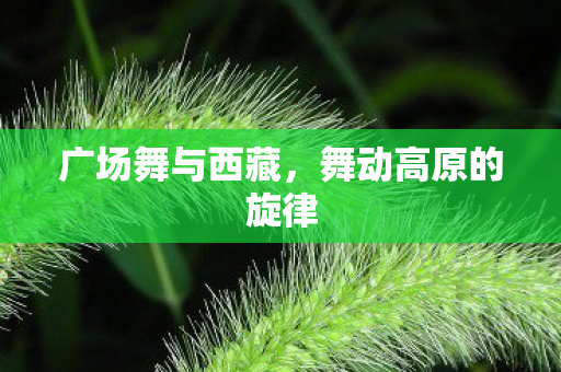 舞动高原的旋律图片