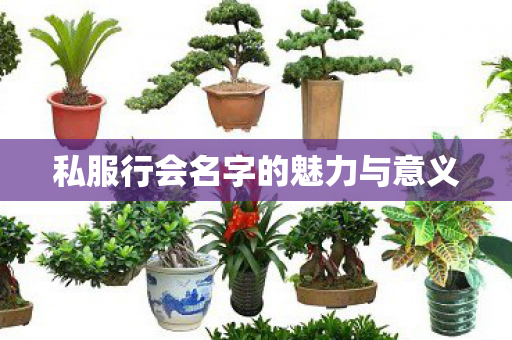 私服行会名字的魅力与意义图片