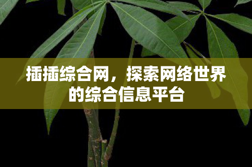 探索网络世界的综合信息平台图片