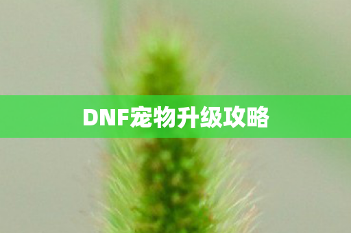 DNF宠物升级攻略图片