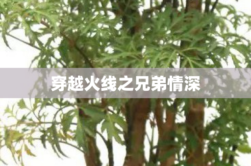 穿越火线之兄弟情深图片