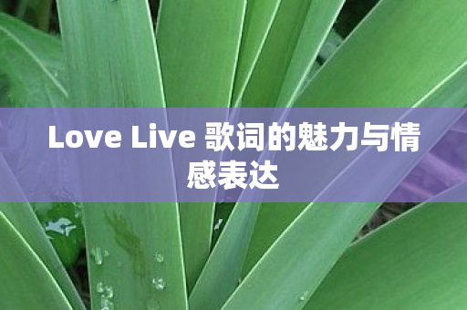 Love Live 歌词的魅力与情感表达图片
