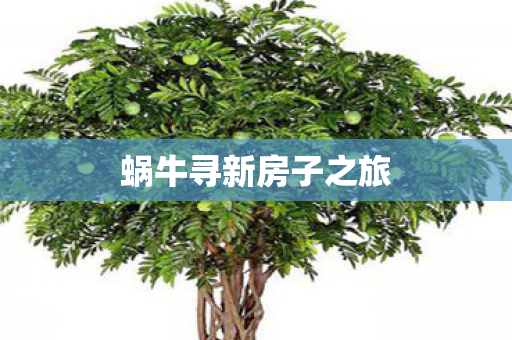 蜗牛寻新房子之旅图片