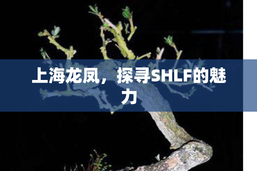 探寻SHLF的魅力图片