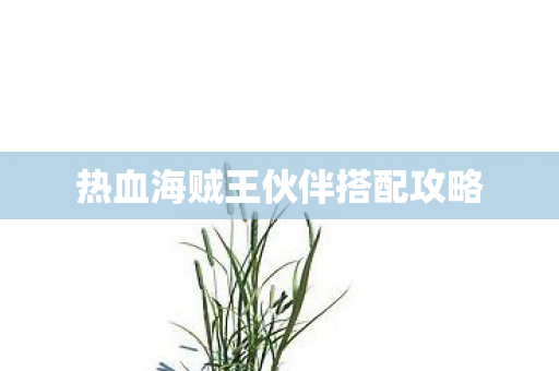 热血海贼王伙伴搭配攻略图片