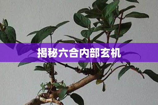 揭秘六合内部玄机图片