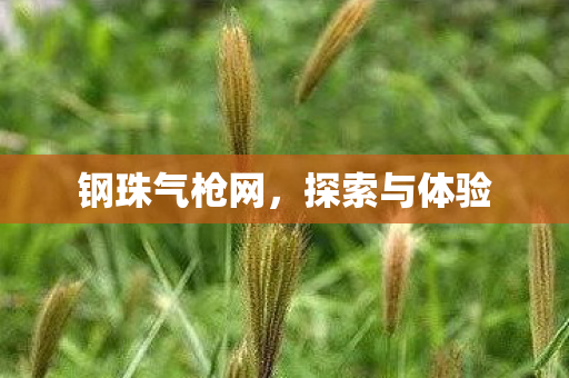 钢珠气枪网图片