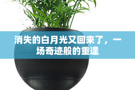 消失的白月光又回来了图片