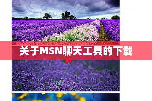 关于MSN聊天工具的下载图片