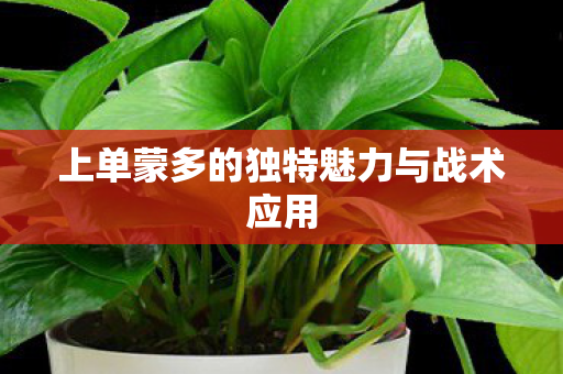 上单蒙多的独特魅力与战术应用图片
