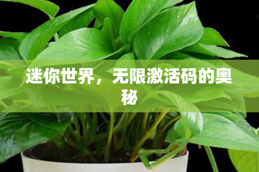 无限激活码的奥秘图片