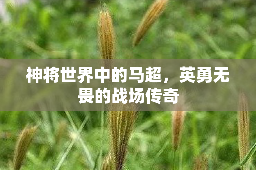 英勇无畏的战场传奇图片