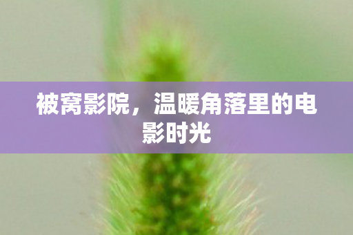 温暖角落里的电影时光图片