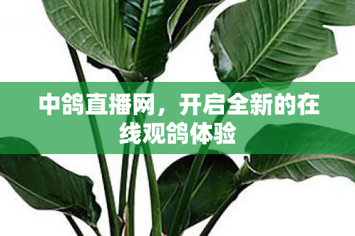 开启全新的在线观鸽体验图片