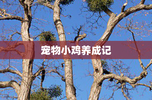 宠物小鸡养成记图片