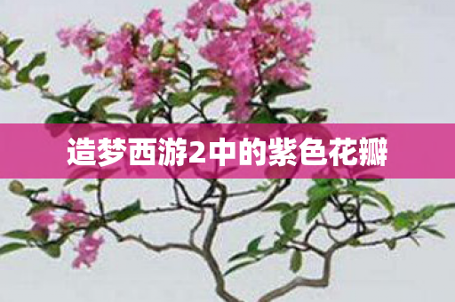 造梦西游2中的紫色花瓣图片