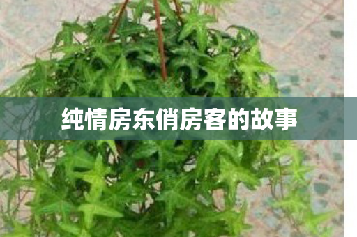 纯情房东俏房客的故事图片
