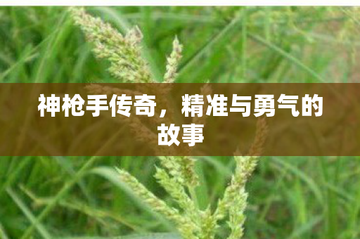 精准与勇气的故事图片