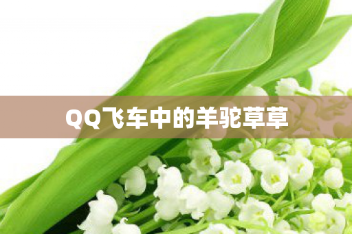 QQ飞车中的羊驼草草图片