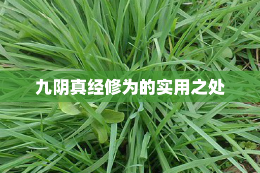 九阴真经修为的实用之处图片