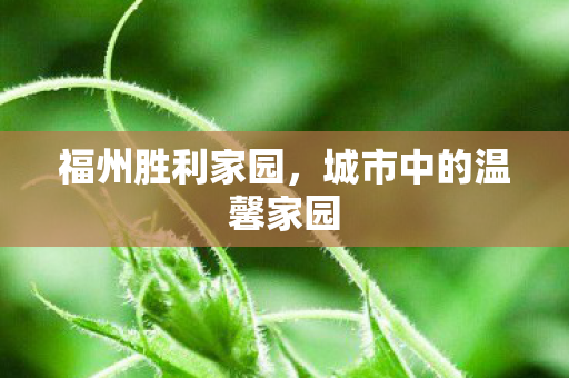 城市中的温馨家园图片