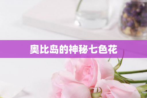 奥比岛的神秘七色花图片