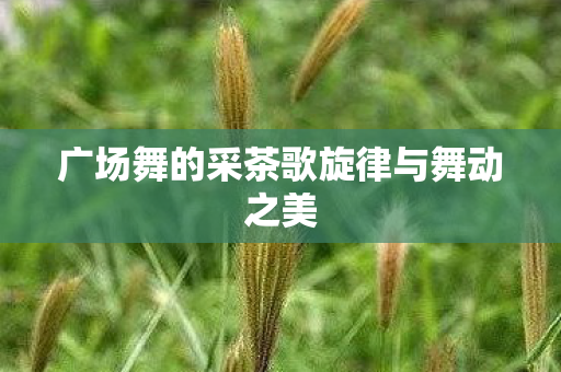 广场舞的采茶歌旋律与舞动之美图片