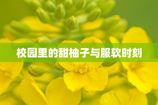 校园里的甜柚子与服软时刻图片