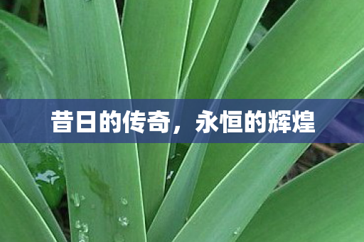 昔日的传奇图片