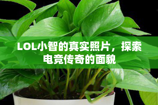 LOL小智的真实照片图片