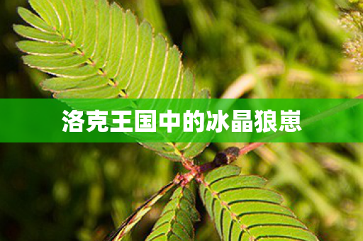 洛克王国中的冰晶狼崽图片
