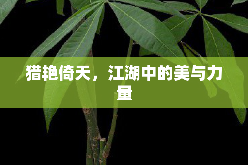 江湖中的美与力量图片
