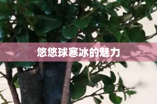 悠悠球寒冰的魅力图片